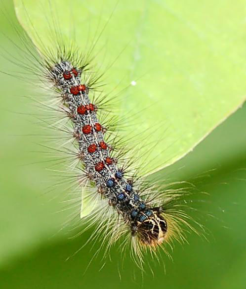 Dealing with Spongy Moth Around Your Home or Property Integrated